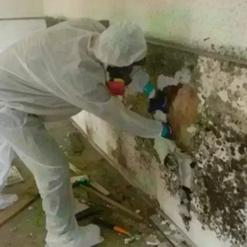 Best Mold Remediation and Removal Service in Castle Rock, WA